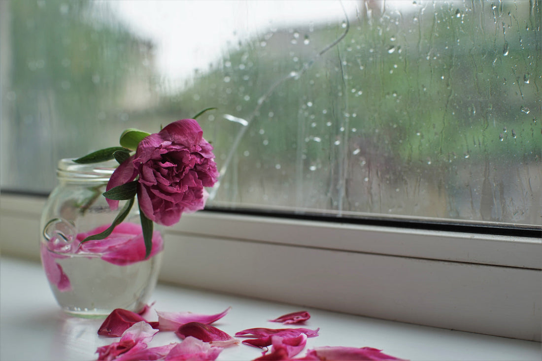 Wilted roses next to window on a rainy day